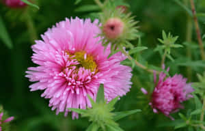 Elegant Pink Chrysanthemums In Full Bloom Wallpaper