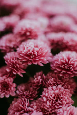 Elegant Pink Chrysanthemums In Vibrant Bloom Wallpaper