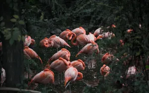 Elegant Pink Flamingos In Serene Waters Wallpaper