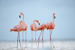 Elegant Pink Flamingos Wading In Water Wallpaper