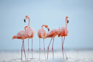 Elegant Pink Flamingos Wading In Water Wallpaper