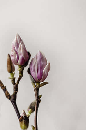 Elegant Pink Magnolia Flower Buds Wallpaper