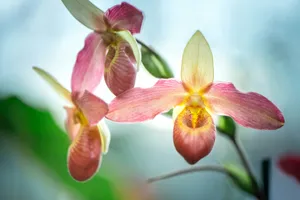 Elegant Pink Orchid Blossoms Wallpaper