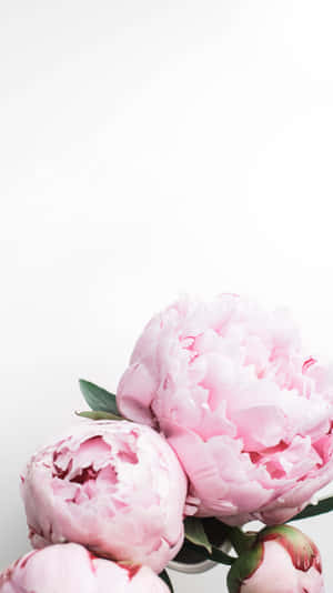 Elegant Pink Peonies White Backdrop Wallpaper