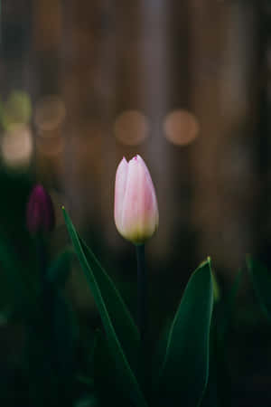 Elegant Pink Tulip Dark Backdrop.jpg Wallpaper