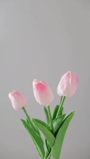 Elegant Pink Tulips Aesthetic Wallpaper