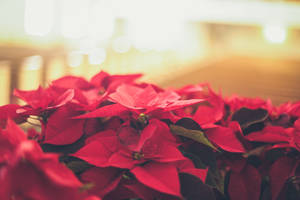 Elegant Red Poinsettia Wallpaper