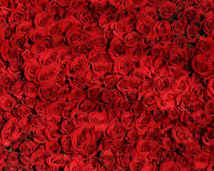 Elegant Red Rose Pattern Wallpaper