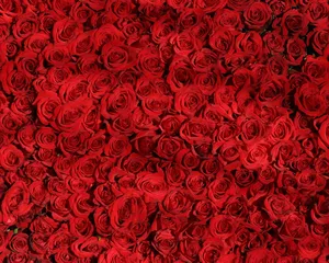 Elegant Red Rose Pattern Wallpaper