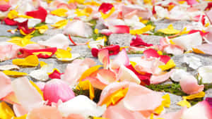 Elegant Red Rose Petal Close-up Wallpaper