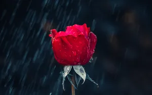 Elegant Red Rose Wet With Raindrops Wallpaper