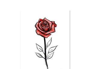 Elegant Red Rose With Symbolic Meanings Wallpaper
