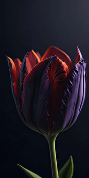 Elegant Red Tulip Dark Background.jpg Wallpaper