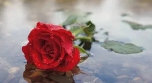 Elegant Rose Drenched In Rain Wallpaper