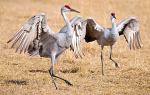 Elegant Sandhill Cranes Dancing Wallpaper