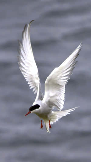 Elegant Seabird In Flight Wallpaper