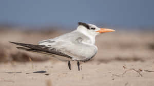 Elegant Seabirdon Sandy Beach Wallpaper