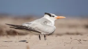 Elegant Seabirdon Sandy Beach Wallpaper
