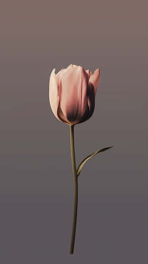 Elegant Single Pink Tulip Wallpaper