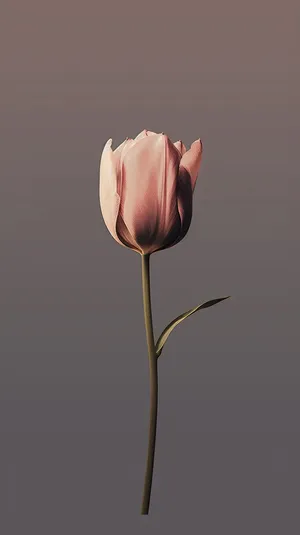 Elegant Single Pink Tulip Wallpaper