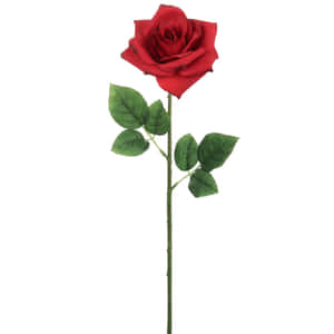 Elegant Single Red Rose Wallpaper