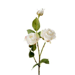 Elegant Single Red Rose Wallpaper