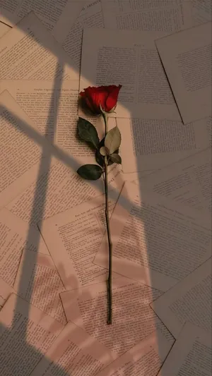 Elegant Single Rose Wallpaper