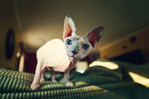 Elegant Sphynx Cat Posing In Close-up Wallpaper