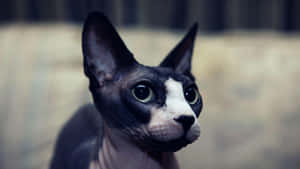 Elegant Sphynx Cat Posing On A Dark Background Wallpaper