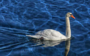 Elegant Swanon Blue Water.jpg Wallpaper