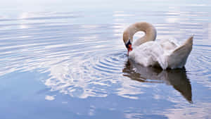 Elegant Swanon Calm Water.jpg Wallpaper