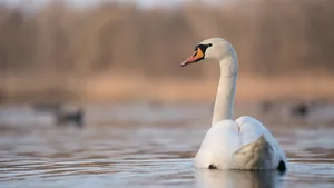 Elegant Swanon Water.jpg Wallpaper