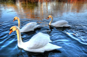 Elegant_ Swans_on_ Tranquil_ Water Wallpaper