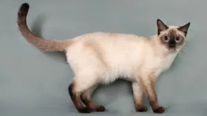 Elegant Thai Blue Cat Lounging On The Floor Wallpaper