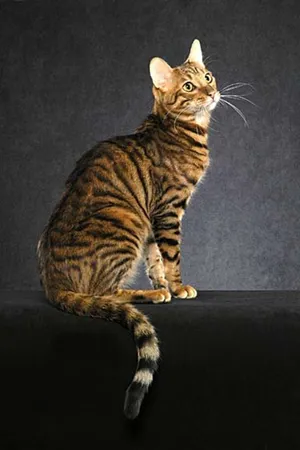 Elegant Toyger Cat Lounging On A Couch Wallpaper