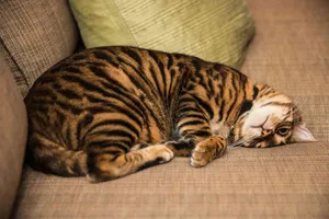 Elegant Toyger Cat Lounging On A Wooden Floor Wallpaper