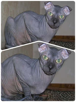 Elegant Ukrainian Levkoy Cat Posing Wallpaper