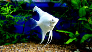 Elegant White Angelfish Aquarium Wallpaper