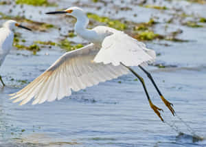 Elegant White Crane In Flight.jpg Wallpaper