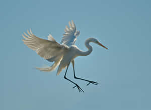 Elegant White Crane In Flight Wallpaper