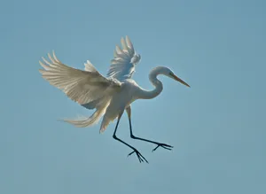 Elegant White Crane In Flight Wallpaper