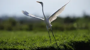 Elegant White Crane Taking Flight Wallpaper