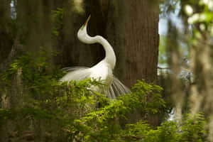 Elegant White Cranein Natural Habitat Wallpaper