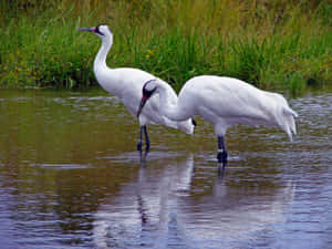 Elegant White Cranes Wading Water.jpg Wallpaper