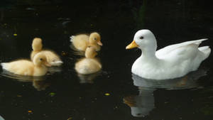 Elegant White Duck Paddling Peacefully Wallpaper