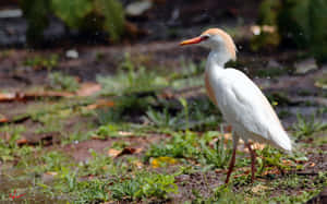 Elegant White Egret Outdoors Wallpaper