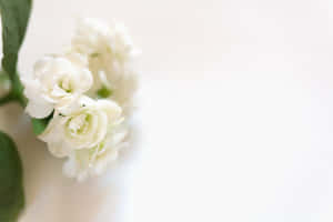 Elegant White Flowers Soft Background Wallpaper