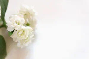 Elegant White Flowers Soft Background Wallpaper