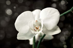 Elegant White Orchid Bokeh Background Wallpaper