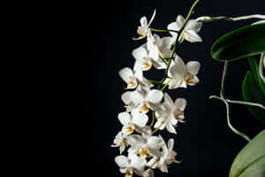 Elegant White Orchid Branch Wallpaper